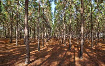 Manage Forestry Needs!